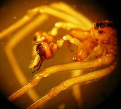 Pachygnatha dorothea