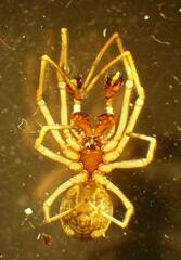 Pachygnatha dorothea