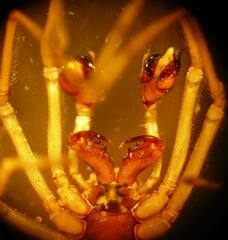 Pachygnatha dorothea