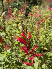 Salvia elegans