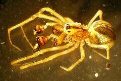 Pachygnatha dorothea