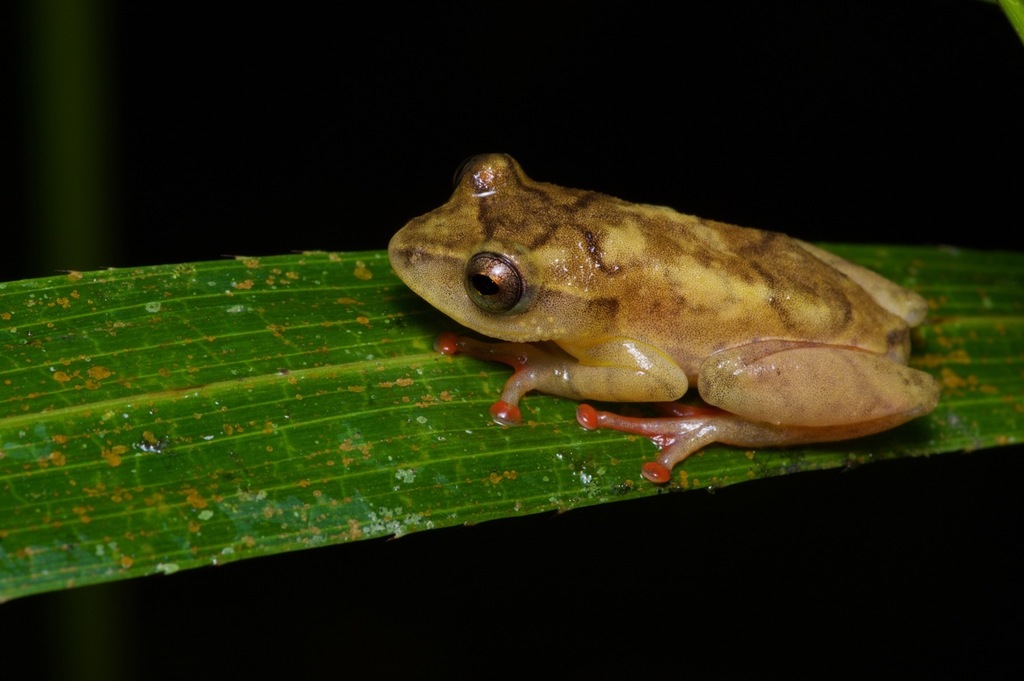 Bobiri Reed Frog