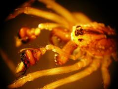 Pachygnatha dorothea