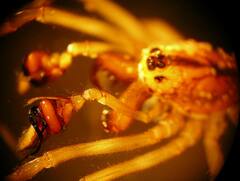 Pachygnatha dorothea