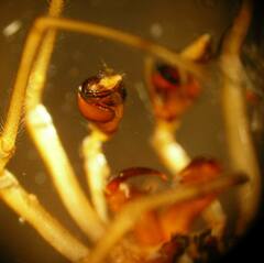 Pachygnatha dorothea