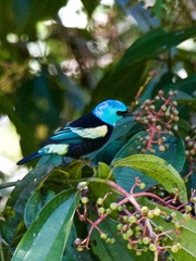 Stilpnia cyanicollis