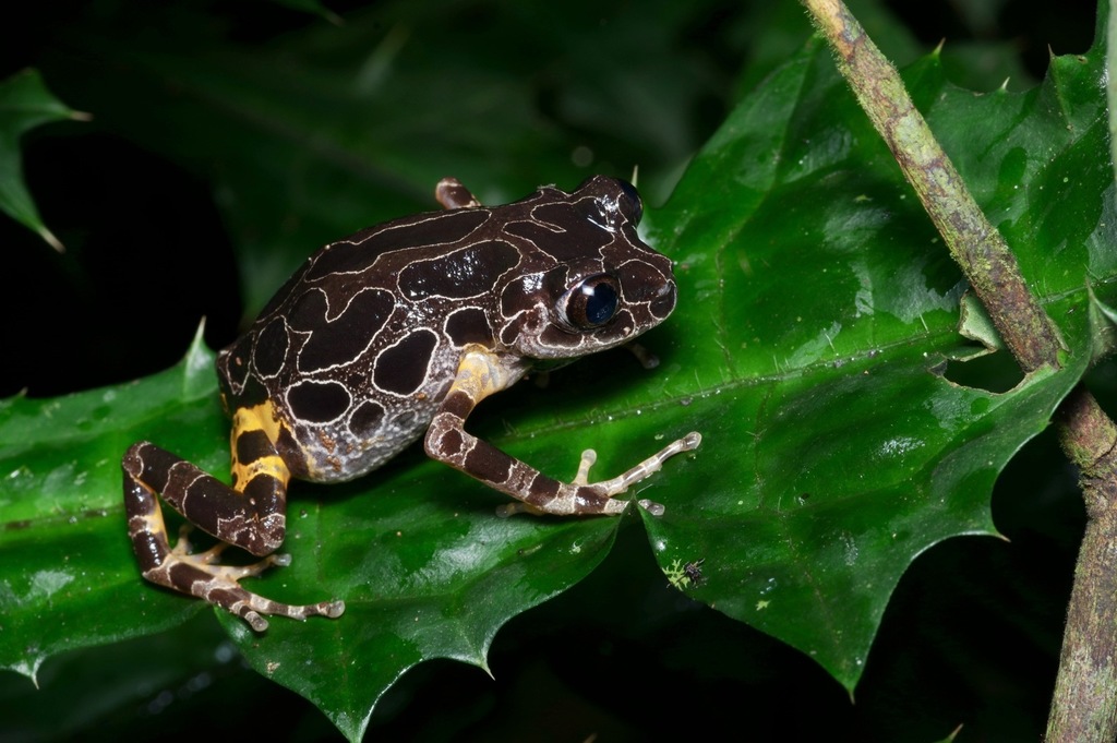 Ivory Coast Running Frog