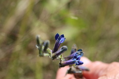 Lobelia reverchonii