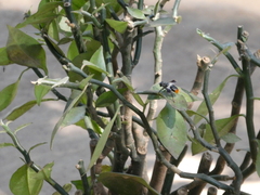 Euphorbia tithymaloides image