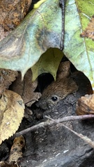 Clethrionomys glareolus