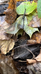 Clethrionomys glareolus