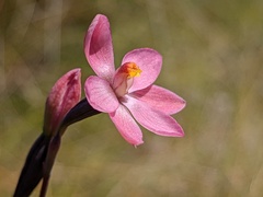 Thelymitra rubra