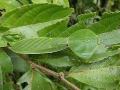 Choeradodis rhombicollis