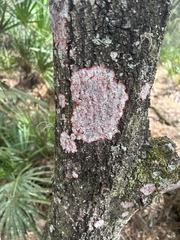 Herpothallon rubrocinctum