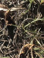 Hemorrhois hippocrepis