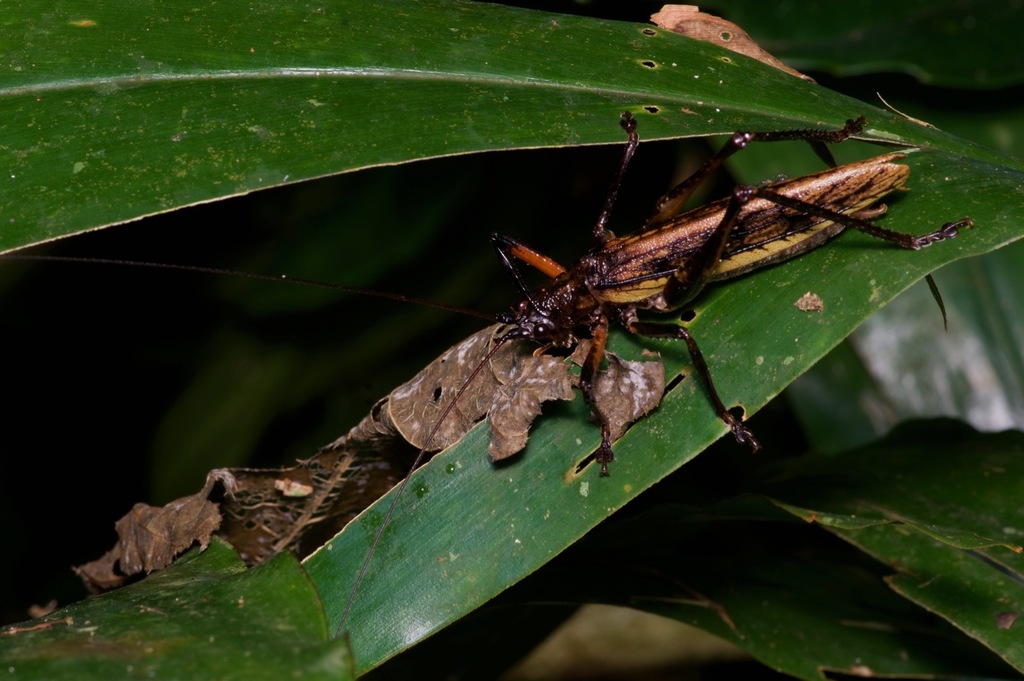 Adapantus