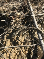 Hemorrhois hippocrepis