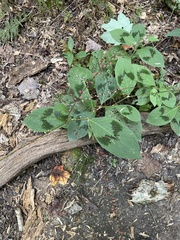 Persicaria filiformis
