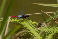Planiplax erythropyga
