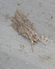 Lithophane leautieri