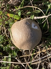 Lycoperdon lividum