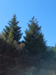 Abies cephalonica