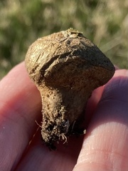 Lycoperdon lividum
