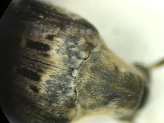 Penthobruchus germaini