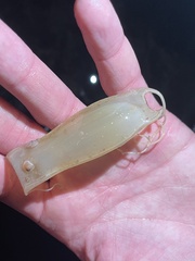 Scyliorhinus canicula