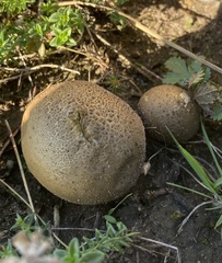 Lycoperdon lividum