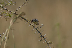 Cisticola
