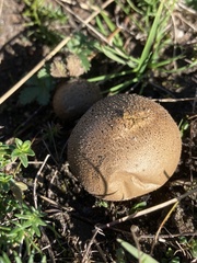 Lycoperdon lividum