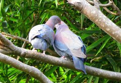 Patagioenas flavirostris
