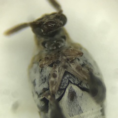 Penthobruchus germaini