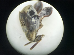 Penthobruchus germaini