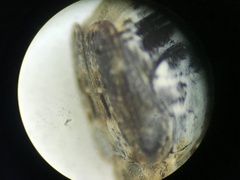 Penthobruchus germaini