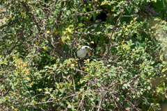 Lybius leucocephalus