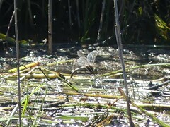 Adversaeschna brevistyla