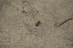 Dasymutilla bioculata