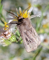 Agrotis gladiaria