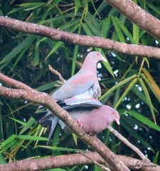 Patagioenas flavirostris