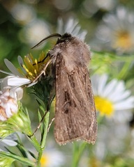 Agrotis gladiaria