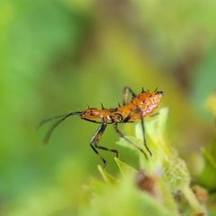 Leptoglossus zonatus
