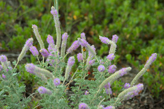 Dalea villosa