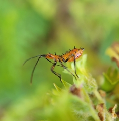 Leptoglossus zonatus