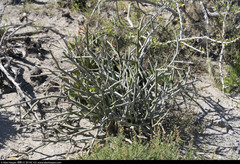 Euphorbia lomelii