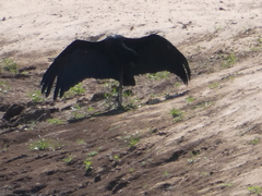 Anastomus lamelligerus