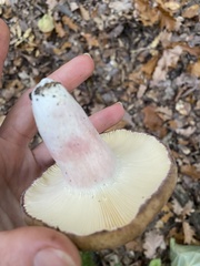 Russula olivacea