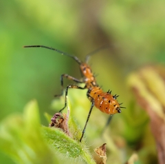 Leptoglossus zonatus