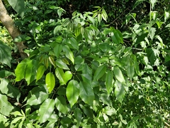 Handroanthus heptaphyllus